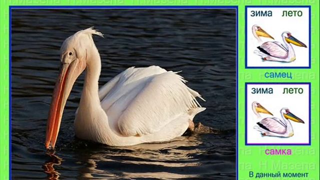 Пеликан. Голоса птиц смотреть онлайн