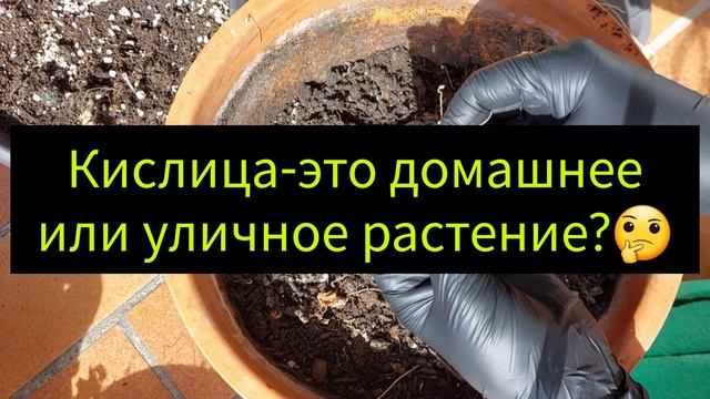 Оксалис|Кислица треугольная, ризомная. Отвечаю на вопросы о выращивании? смотреть онлайн