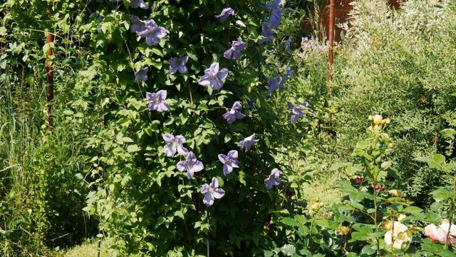 Видео обзор сада у наших друзей. смотреть онлайн