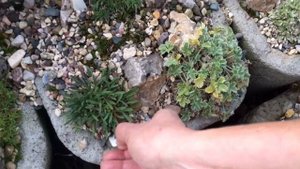 Альпийцы в гипертуфах. Часть 4. Обзор