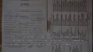 Алиментный щенок: что это значит при покупке