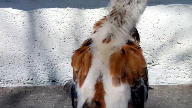 Цыпленок брама 20 дней смотреть онлайн