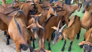 Альпийки из Городецкой сыроварни в Татарстан