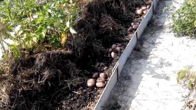 Картошка, сорт Red Scarlett (Red Scarlet) смотреть онлайн