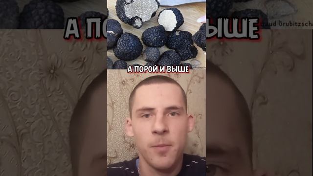 Самый дорогой гриб #грибы