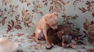 купить щенка той-терьера, русский той, мини, 8-905-546-66-92