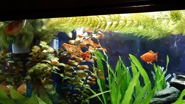 Мой аквариум 120 литров. смотреть онлайн