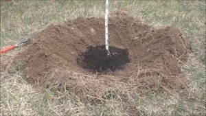Как мульчировать деревья?