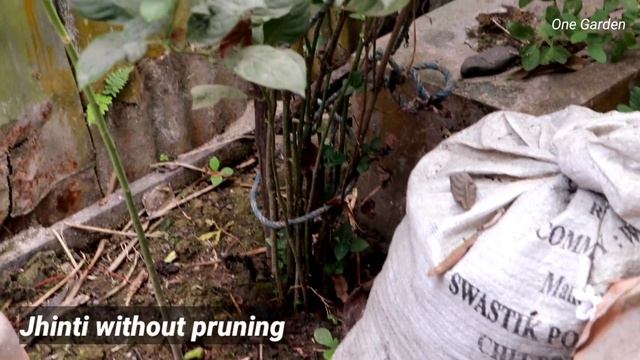 Jhinti , Barleria cristata at my garden, grow and care update, Part 4 смотреть онлайн