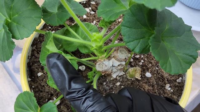 #631. Сорта пеларгонии с особенностями-"обиженные на весь мир😁" смотреть онлайн