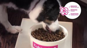 Eukanuba -  система защиты зубов для собаки