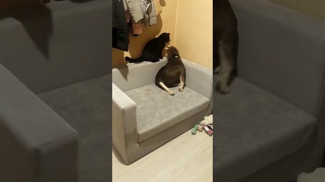 диван для кота и собаки смотреть онлайн