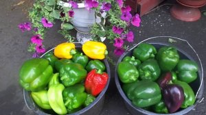 Болгарские Перцы -  Последний Массовый Сбор в Октябре на Урале. Дозревание Зеленых Перцев Дома.