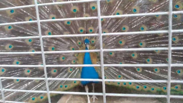 "Самый красивый павлин" смотреть онлайн