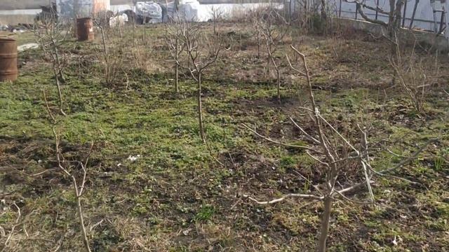 Обрезка сада,выращивание плодов.древесины