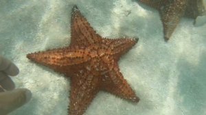 Доминикана??Подводный мир о.Саона морские звезды лёжат на дне.Их можно брать в руки.Сказка!!!