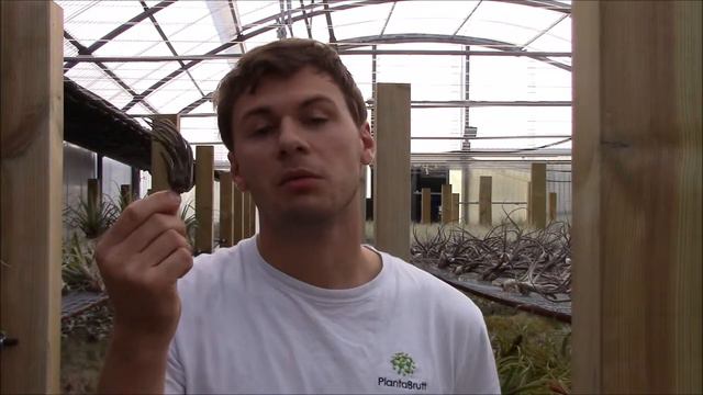 Tillandsia pruinosa (Planta Brutt video 27) Deutsch смотреть онлайн