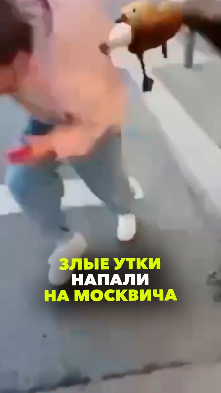 Злые утки показали москвичу, где раки зимуют