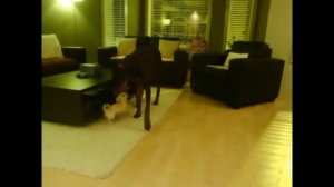 Доберман охраняет дом