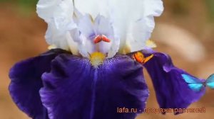 Ирис бородатый Найт Эдишн (iris) ? ирис Найт Эдишн обзор: как сажать рассада ириса Найт Эдишн