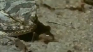 Общая характеристика пресмыкающихся