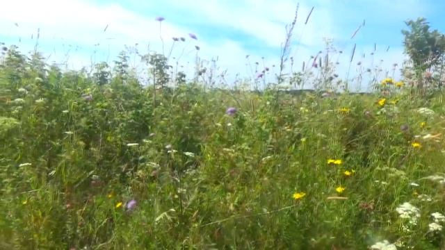 Природа Летние зарисовки В лесу  пение птиц.////Nature forest birds singing