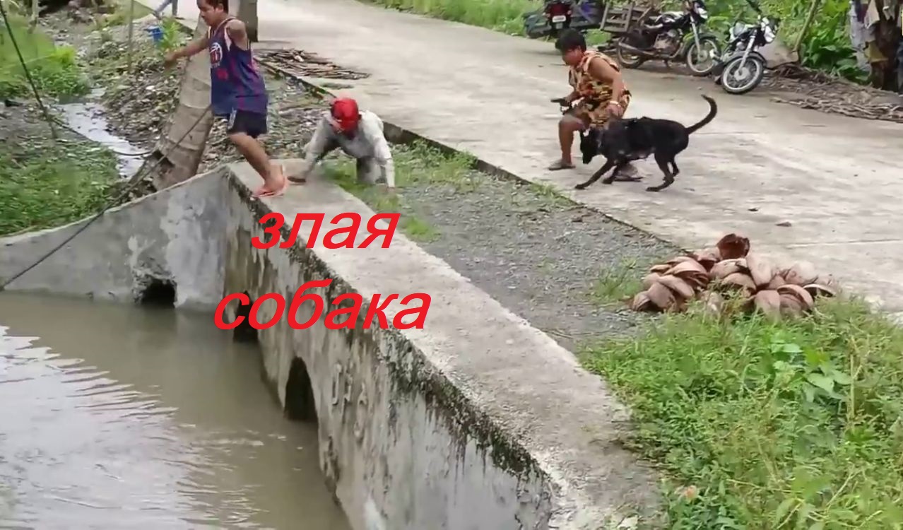 Пранк.Злая собака.