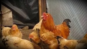 Куры породы брама особенности содержания и ухода