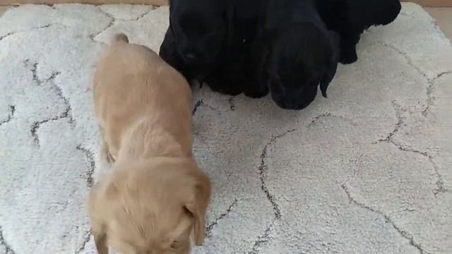 Щенки английский кокер спаниель 1,1 месяц смотреть онлайн