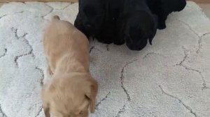 Щенки английский кокер спаниель 1,1 месяц