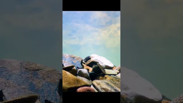 Подводный житель смотреть онлайн