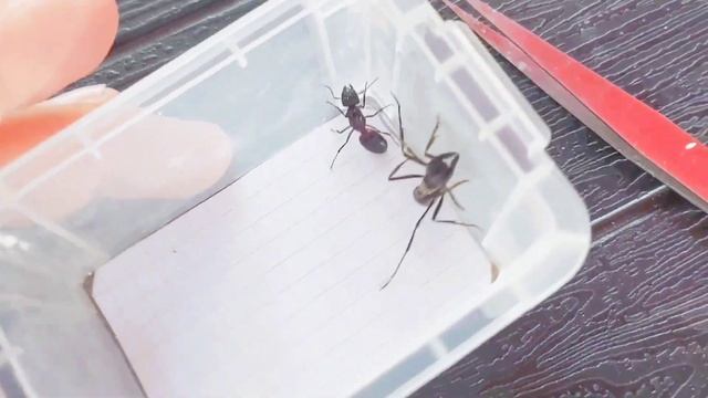 Dinoponera grandis (Brazil) vs Camponotus ligniperda (Germany) (Перезалив видео) смотреть онлайн