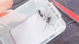 Dinoponera grandis (Brazil) vs Camponotus ligniperda (Germany) (Перезалив видео)