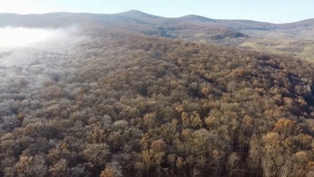 151. 3 ЧАСА СНА ПОД МУЗЫКУ ЛЕСА | НАНДИ И БАСМАКИ | relax смотреть онлайн