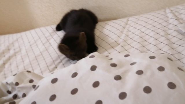 Соболь Дика - игры с рукой или как нападать на добычу. смотреть онлайн