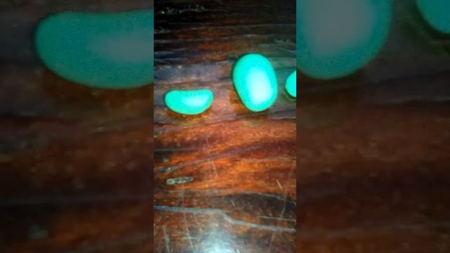 лепим кактус из лёгкого пластилина/Lera Mar DIY смотреть онлайн