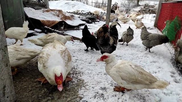 МУСКУСНЫЕ УТКИ БОЛЬШЕ ЧЕМ ГУСИ! ЧТО ЭТО ЗА УТКИ, И ПОЧЕМУ ОНИ ТАКИЕ!? СОДЕРЖАНИЕ МУСКУСОВ ЗИМОЙ смотреть онлайн