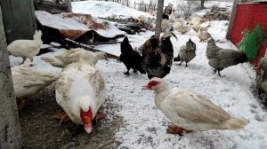 МУСКУСНЫЕ УТКИ БОЛЬШЕ ЧЕМ ГУСИ! ЧТО ЭТО ЗА УТКИ, И ПОЧЕМУ ОНИ ТАКИЕ!? СОДЕРЖАНИЕ МУСКУСОВ ЗИМОЙ