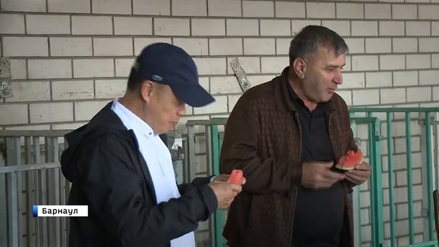 Где купить алтайские арбузы?
