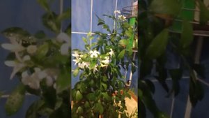 Мурайя.