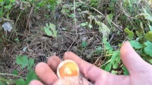 РЫЖИКИ НЕ ВЫПУСКАЮТ ИЗ ЛЕСА. Нашли огромные поляны грибов. Грибы 2023