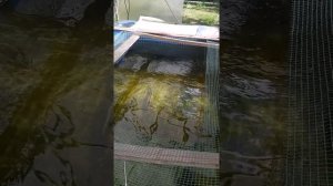 Разведение осетров, узв в теплице