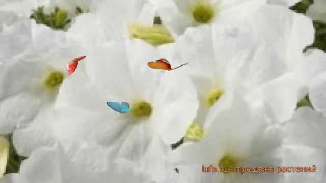 Петуния мультифлора Селебрити Вайт ? обзор: как сажать, семена петунии Селебрити Вайт смотреть онлайн