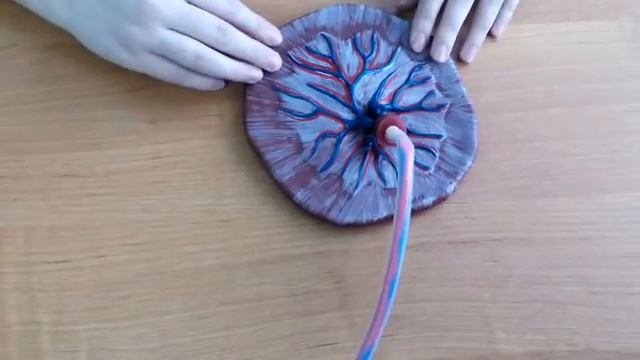 Осмотр плаценты смотреть онлайн