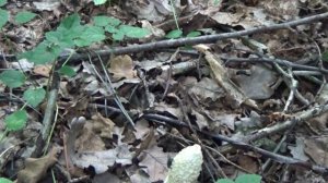 Гриб Веселка в лесу. Как растет. Съедобные грибы млечники.