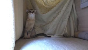 ОГРОМНЫЙ ПОДУШЕЧНЫЙ ДОМ ДЛЯ КОТЯТ, КОТОВ И СОБАКИ СВОИМИ РУКАМИ   ВИДЕО ДЛЯ ДЕТЕЙ