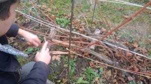 ОБРЕЗКА ВИНОГРАДА.Обрезка винограда осенью для начинающих