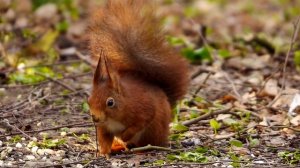 Red Squirrel or Eurasian Red Squirrel (Sciurus vulgaris) / Eichhörnchen [20]