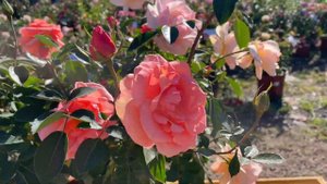 Роза флорибунда `Impala`