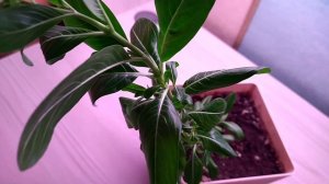 Барвинок. Что выросло из семян? ?